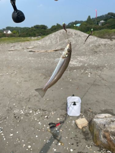 キスの釣果