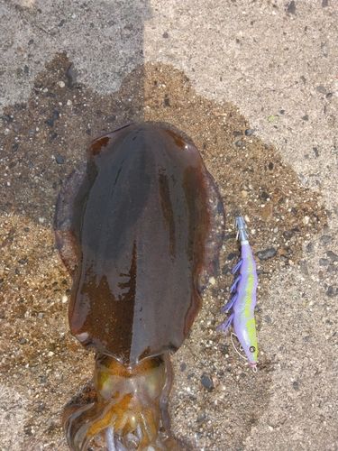 アオリイカの釣果