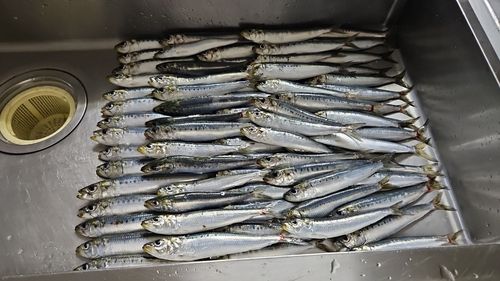 イワシの釣果