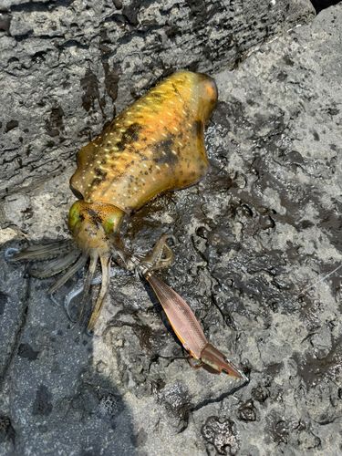 アオリイカの釣果