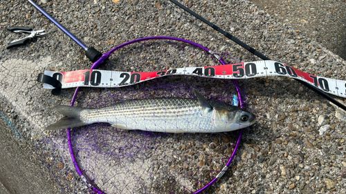 ボラの釣果