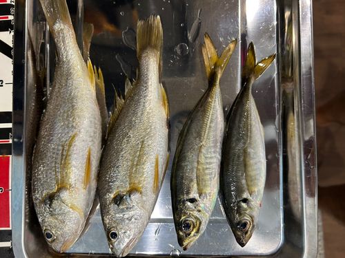 イシモチの釣果