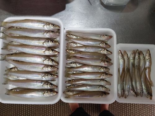 キスの釣果