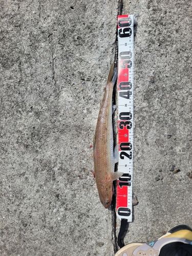 エソの釣果