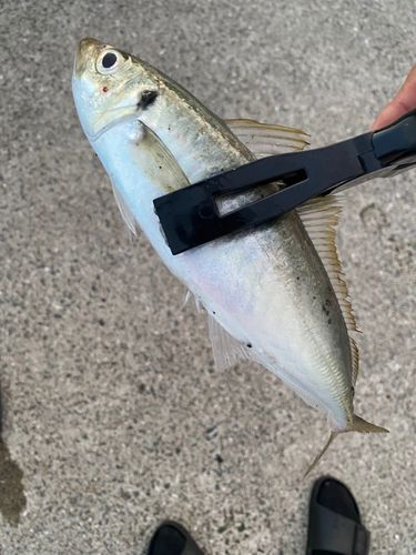 マルアジの釣果