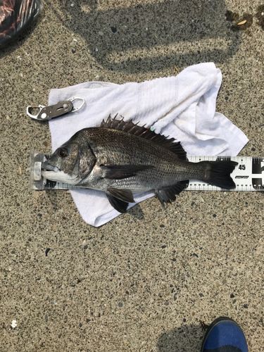 チヌの釣果