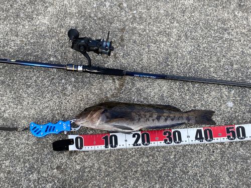 アイナメの釣果