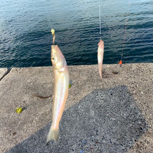 シロギスの釣果