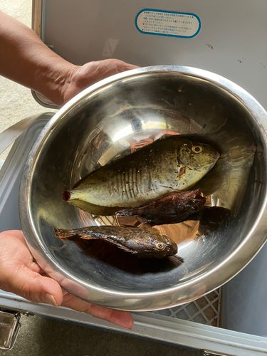 アイゴの釣果