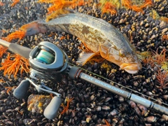 アイナメの釣果