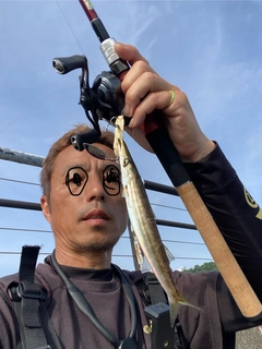 カマスの釣果