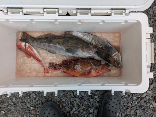 ウッカリカサゴの釣果