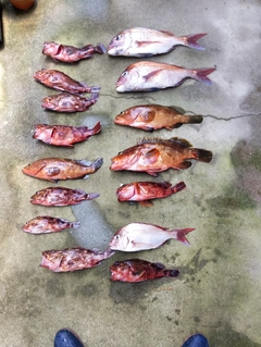 アコウの釣果