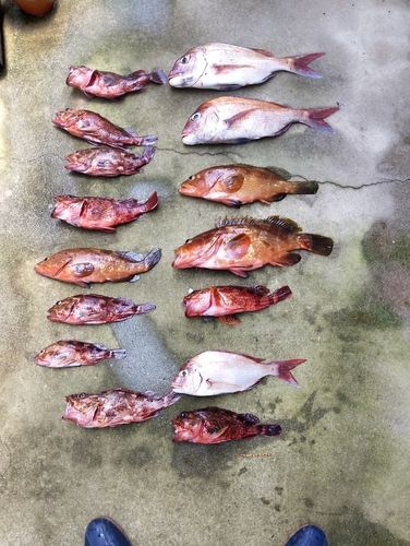 アコウの釣果
