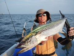 サワラの釣果