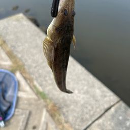 マゴチ