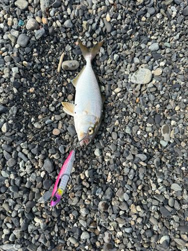 フグの釣果