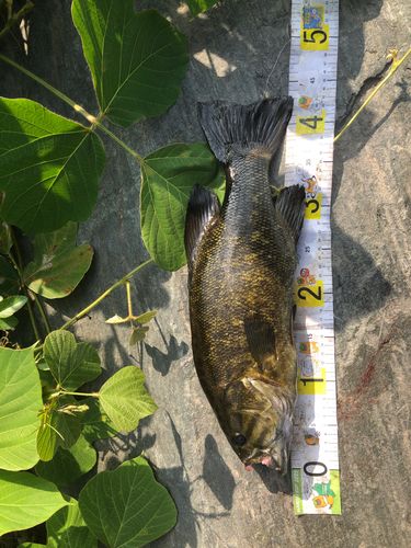 スモールマウスバスの釣果