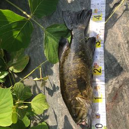 スモールマウスバス