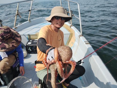 マダコの釣果