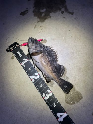 クロソイの釣果