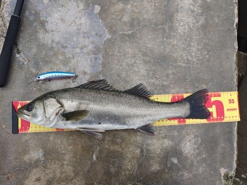 シーバスの釣果