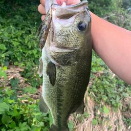 ラージマウスバス