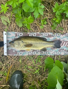 ラージマウスバスの釣果