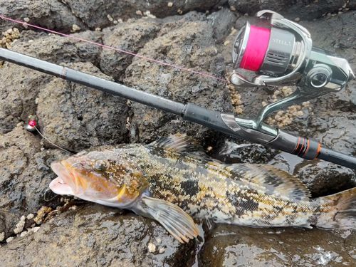 アイナメの釣果