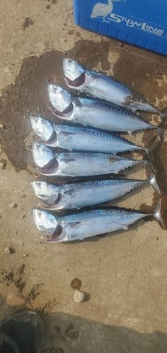 ソウダガツオの釣果