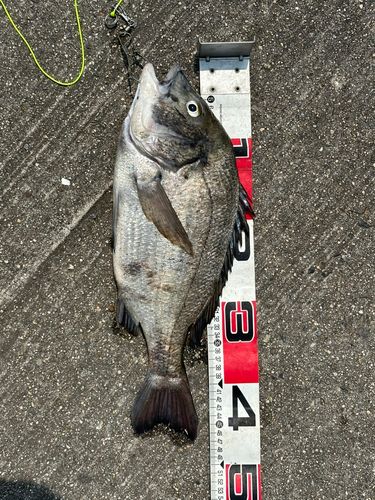 チヌの釣果