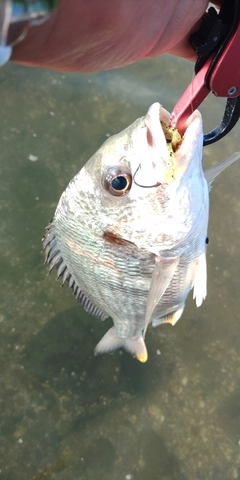 キビレの釣果