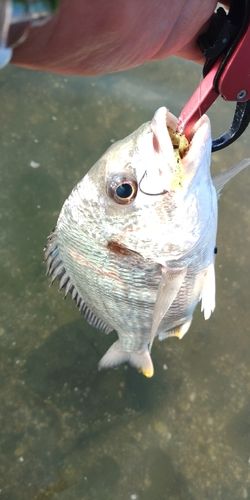 キビレの釣果
