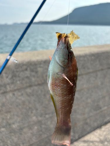 ホシササノハベラの釣果