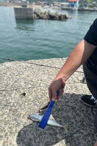 サバの釣果