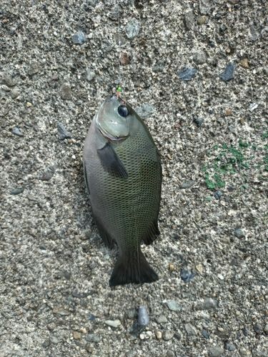 グレの釣果