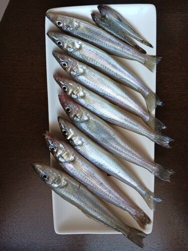 シロギスの釣果