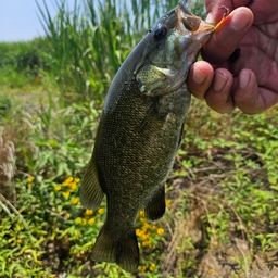 スモールマウスバス