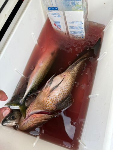 オオモンハタの釣果