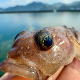 リュウグウハゼ