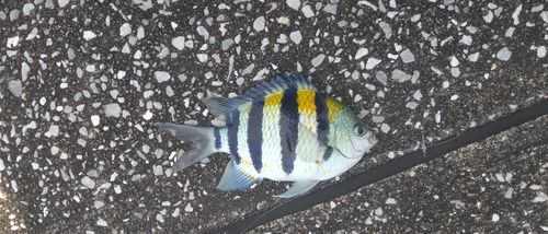 オヤビッチャの釣果