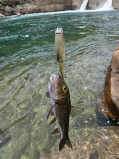 ニゴイの釣果