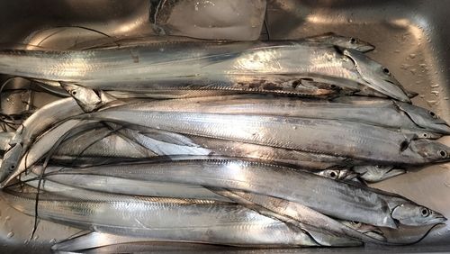 タチウオの釣果