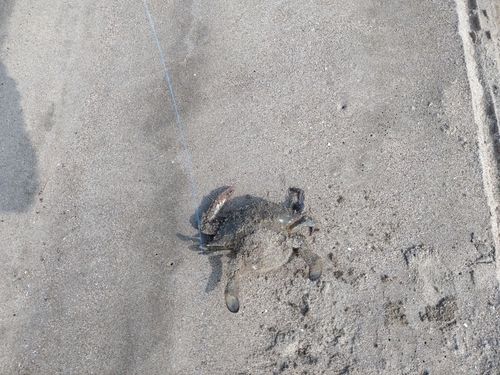 カニの釣果