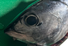 ソウダガツオの釣果
