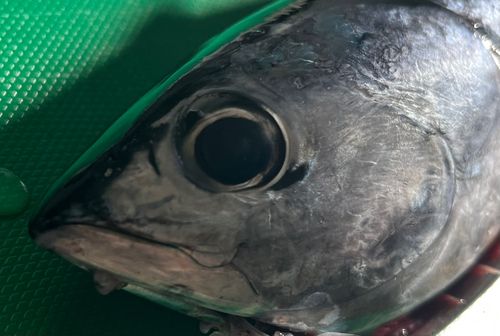 ソウダガツオの釣果