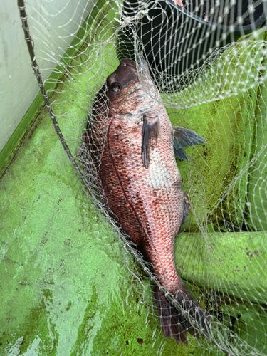 タイの釣果