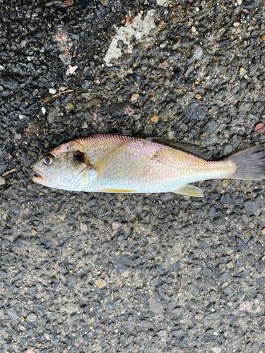 イシモチの釣果