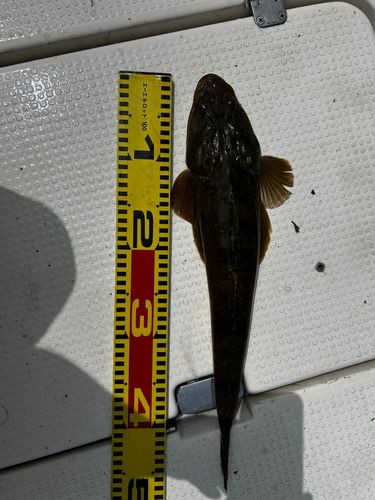 マゴチの釣果