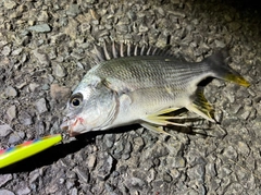 キビレの釣果